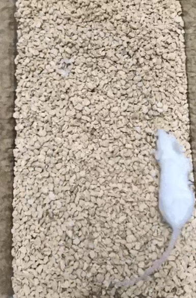 老鼠